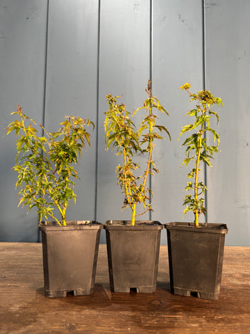 Acer palmatum 'Shishigashira'