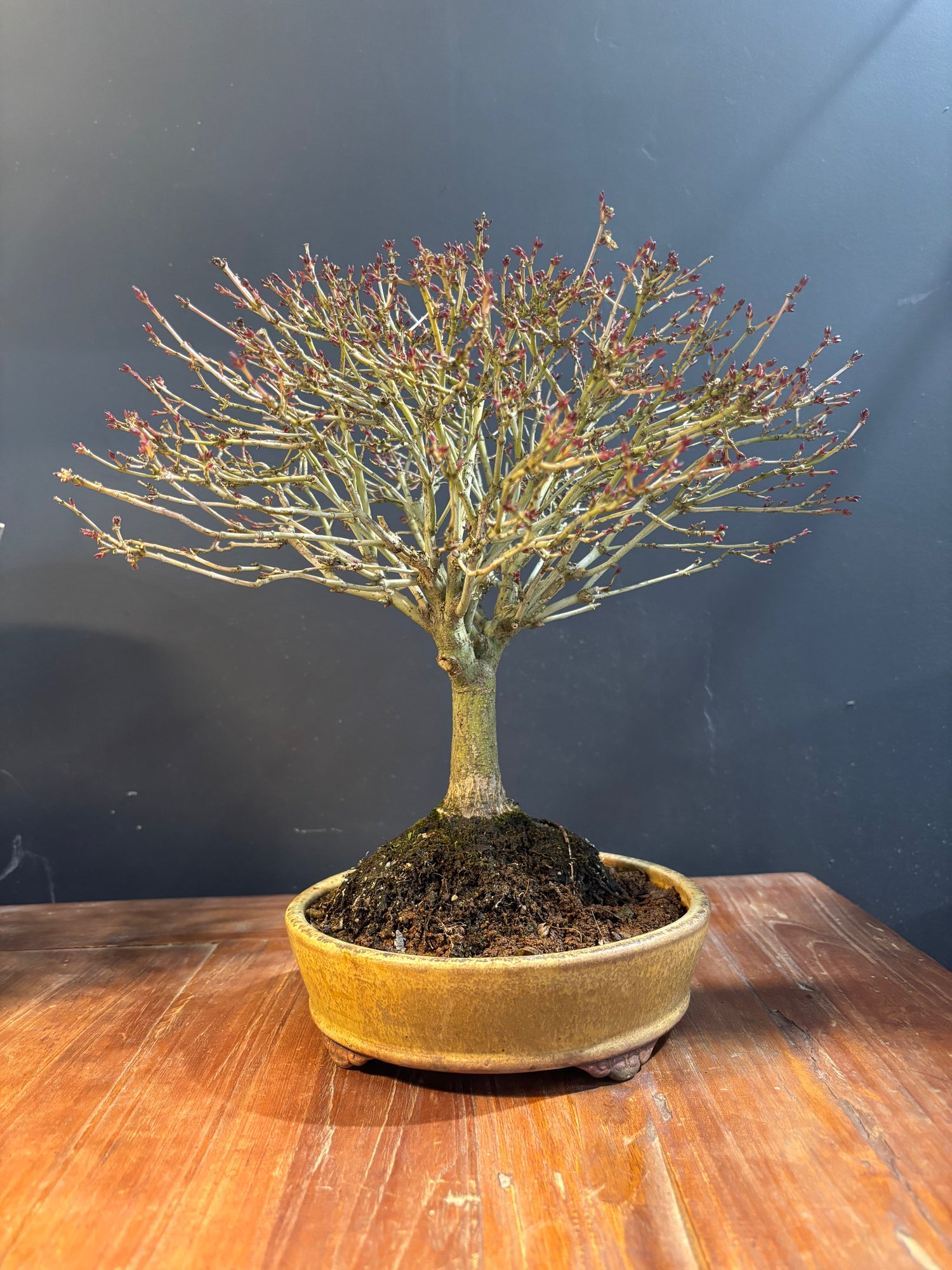 Acer palmatum 'Kiyohime' (Erable du Japon)