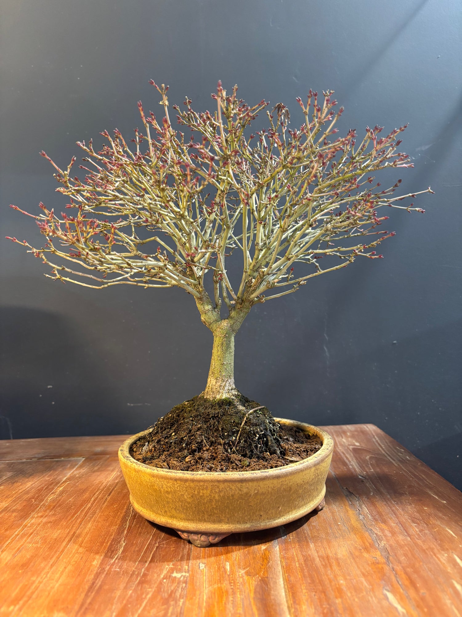 Acer palmatum 'Kiyohime' (Erable du Japon)