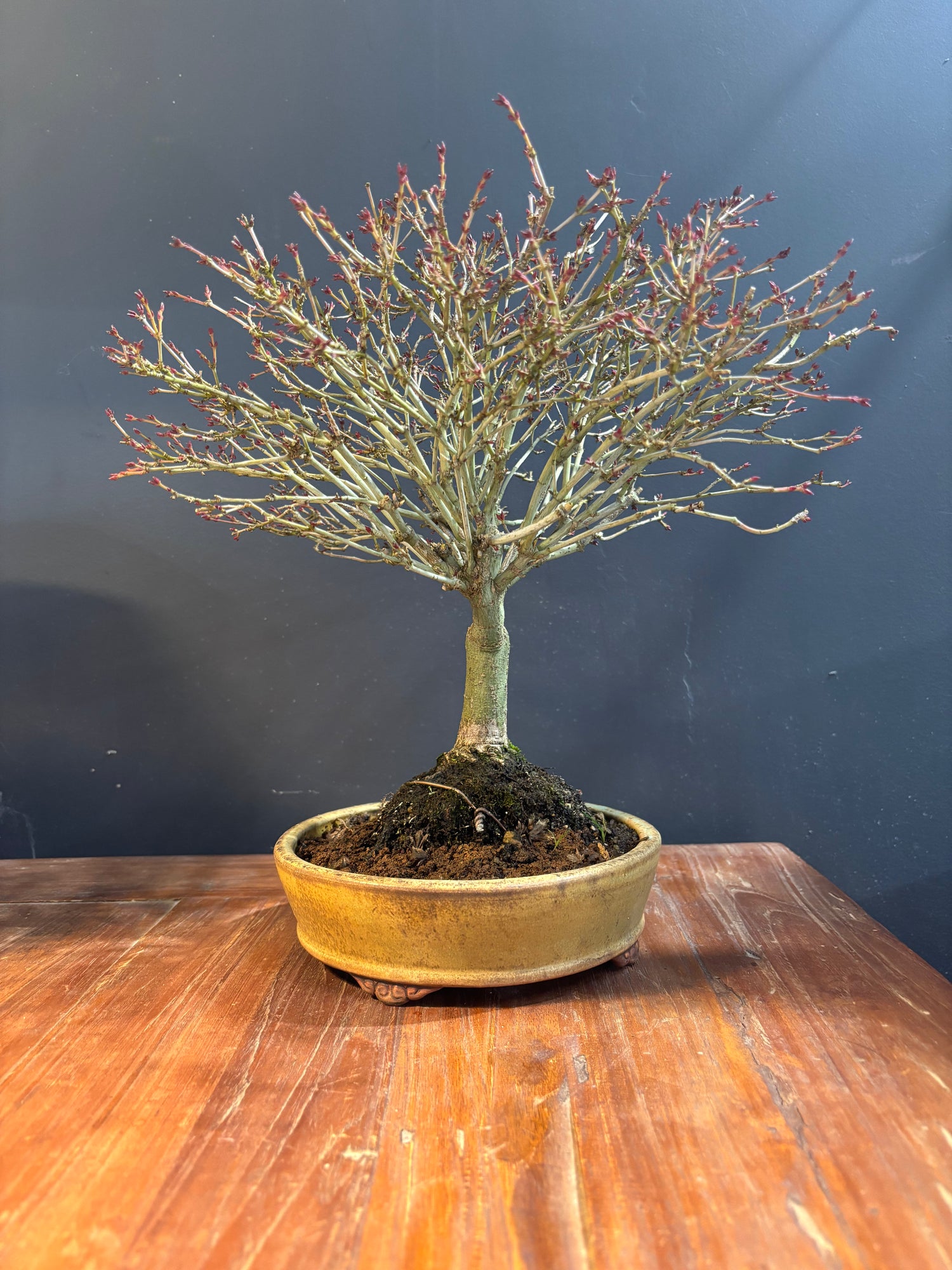 Acer palmatum 'Kiyohime' (Erable du Japon)