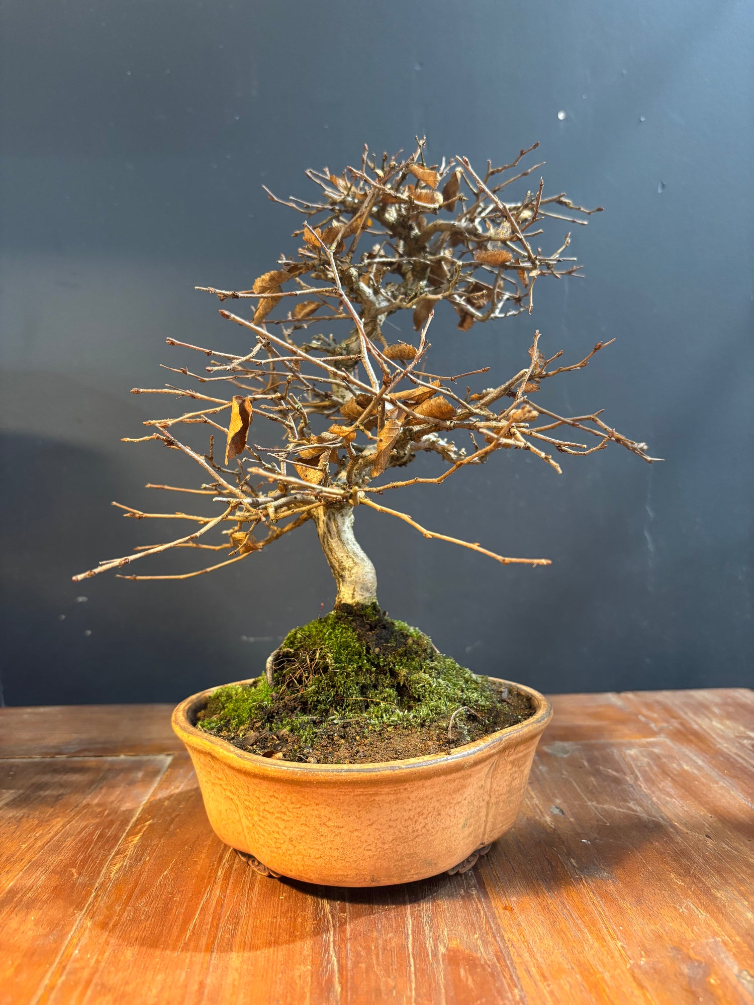 Carpinus coreana (Charme de Corée)