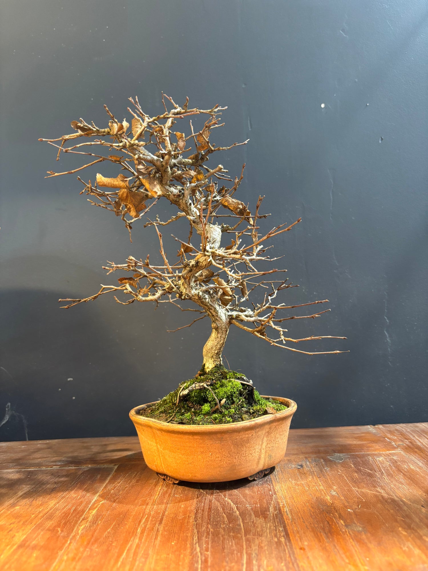 Carpinus coreana (Charme de Corée)