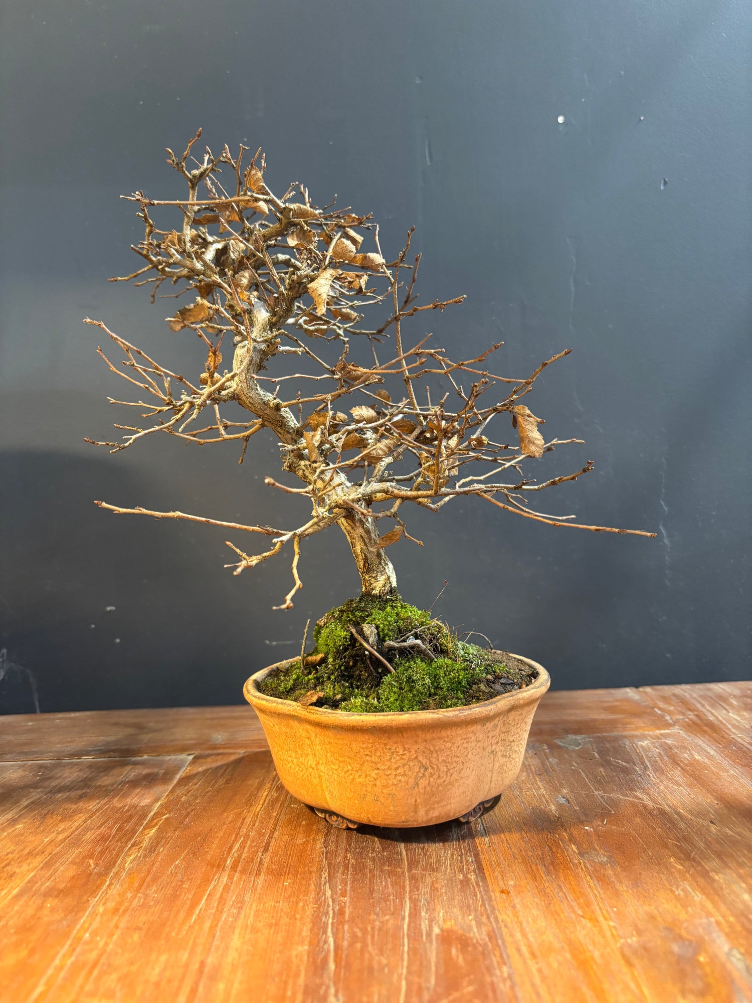 Carpinus coreana (Charme de Corée)