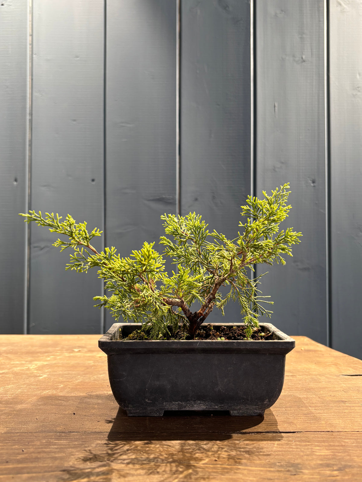 Juniperus chinensis 'Itoigawa' jeune plant