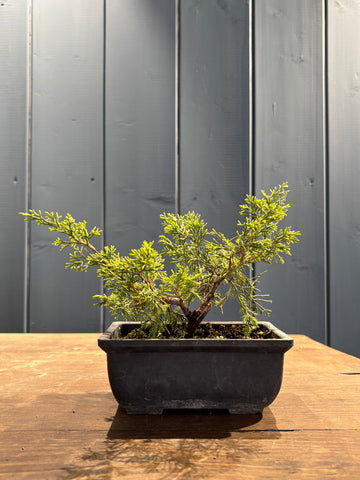 Juniperus chinensis 'Itoigawa' jeune plant