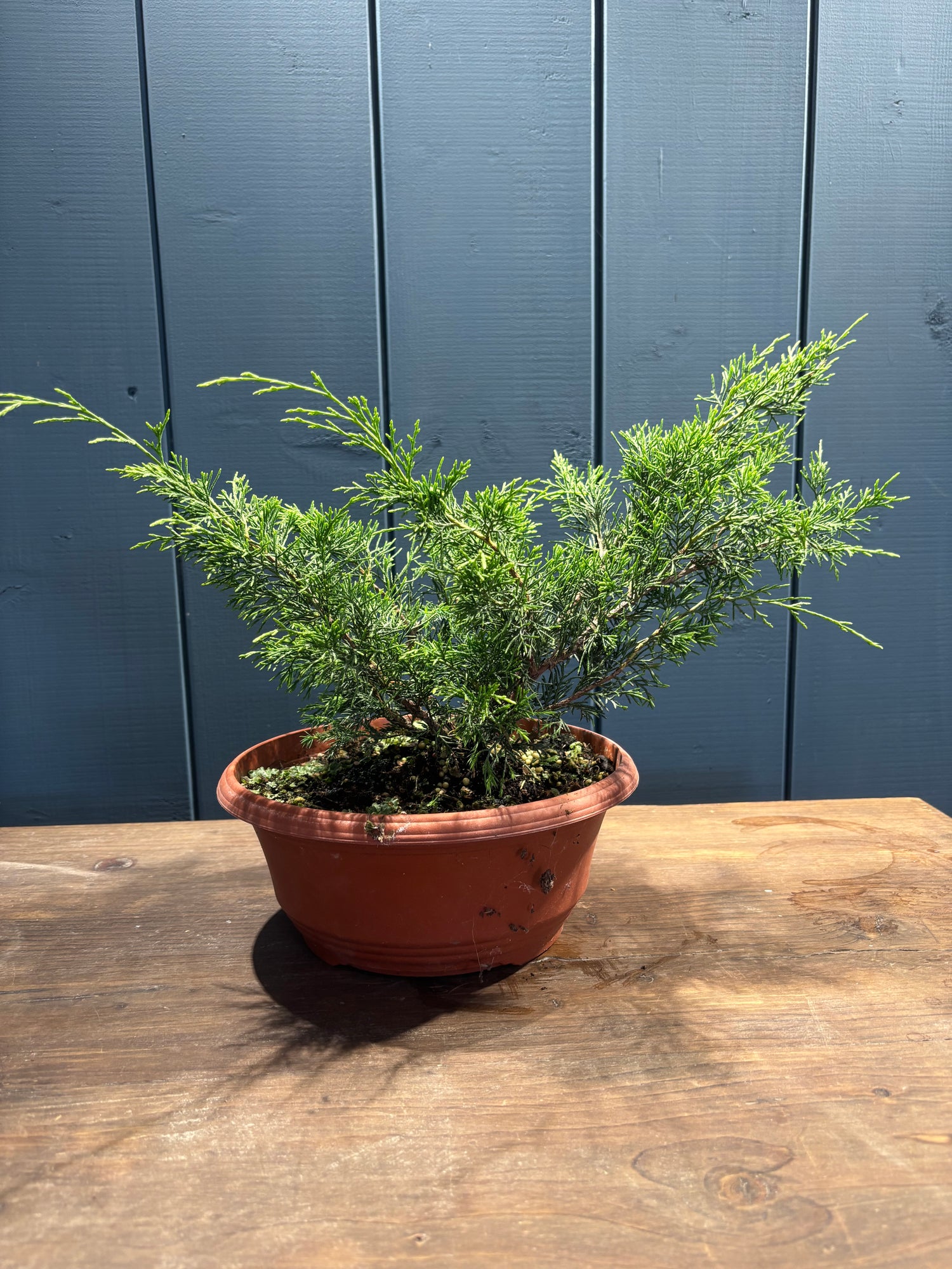 Juniperus chinensis 'Itoigawa' en coupe