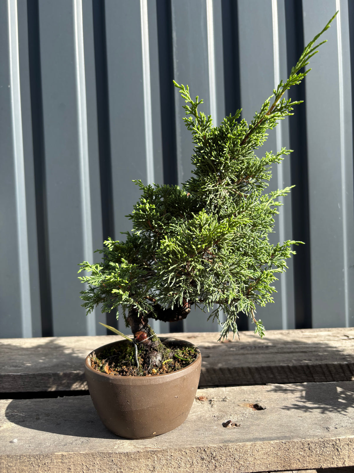 Juniperus chinensis ‘Itoigawa’ - JC03