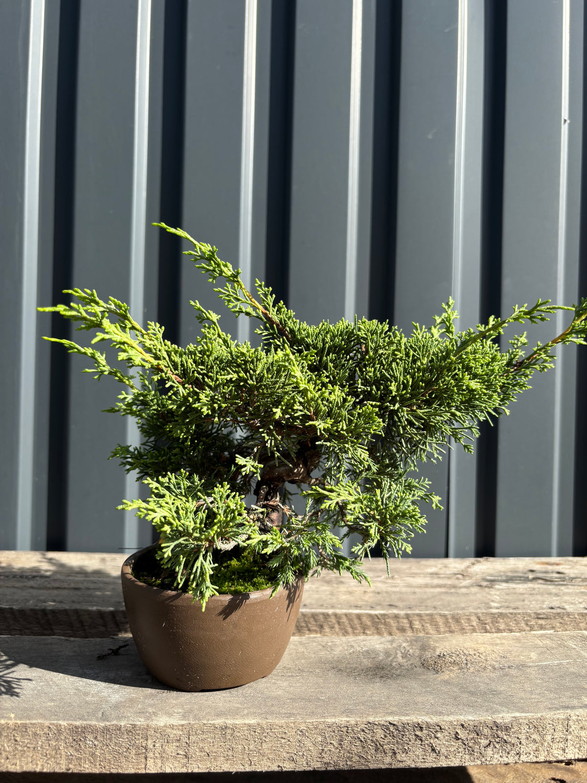 Juniperus chinensis ‘Itoigawa’ - JC04