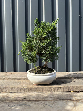 Juniperus chinensis ‘Kishu’