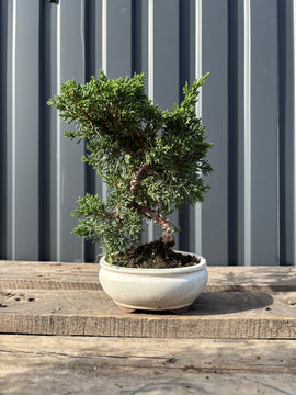 Juniperus chinensis ‘Kishu’