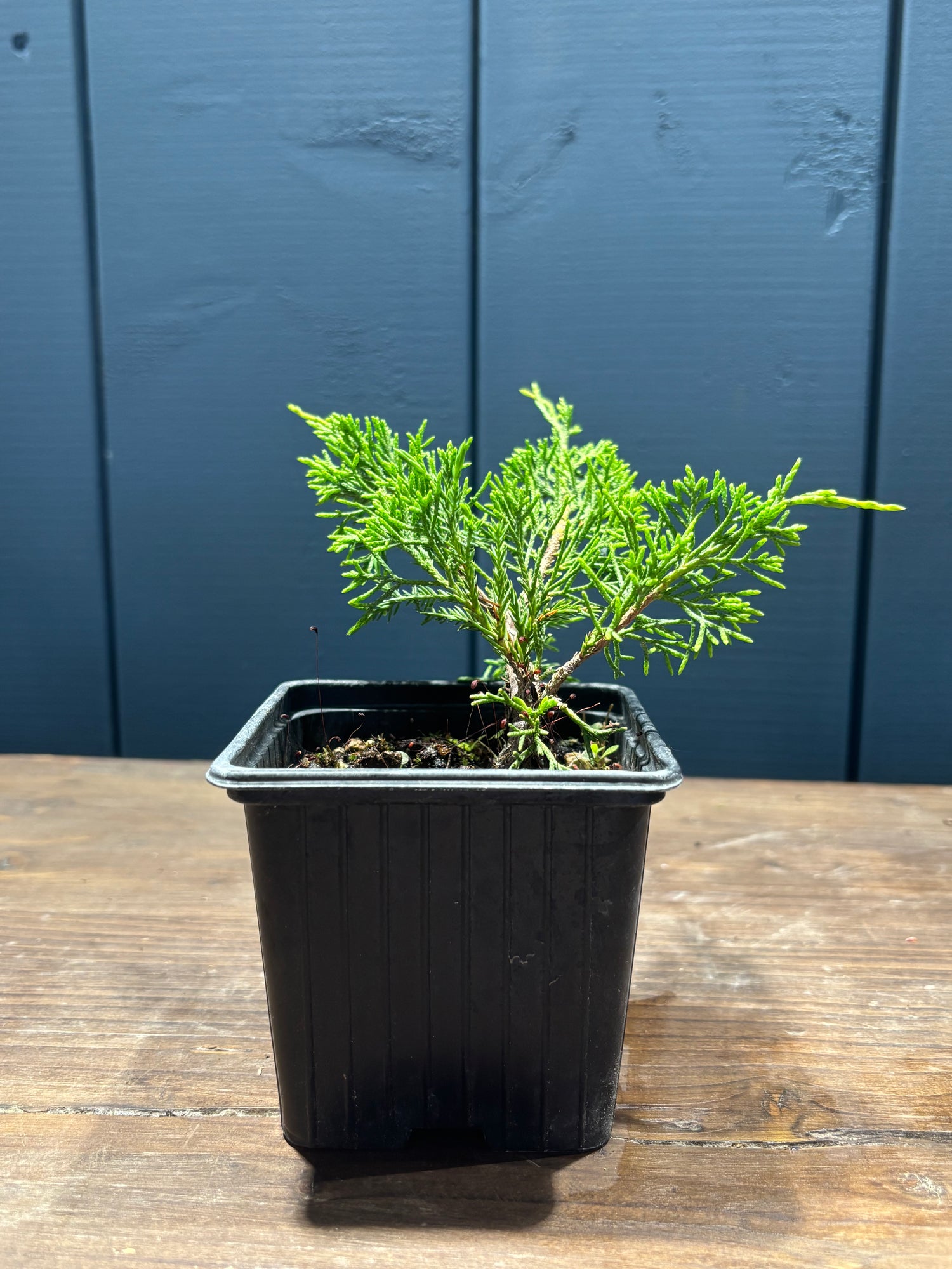 Juniperus chinensis ‘Itoigawa’ jeune plant