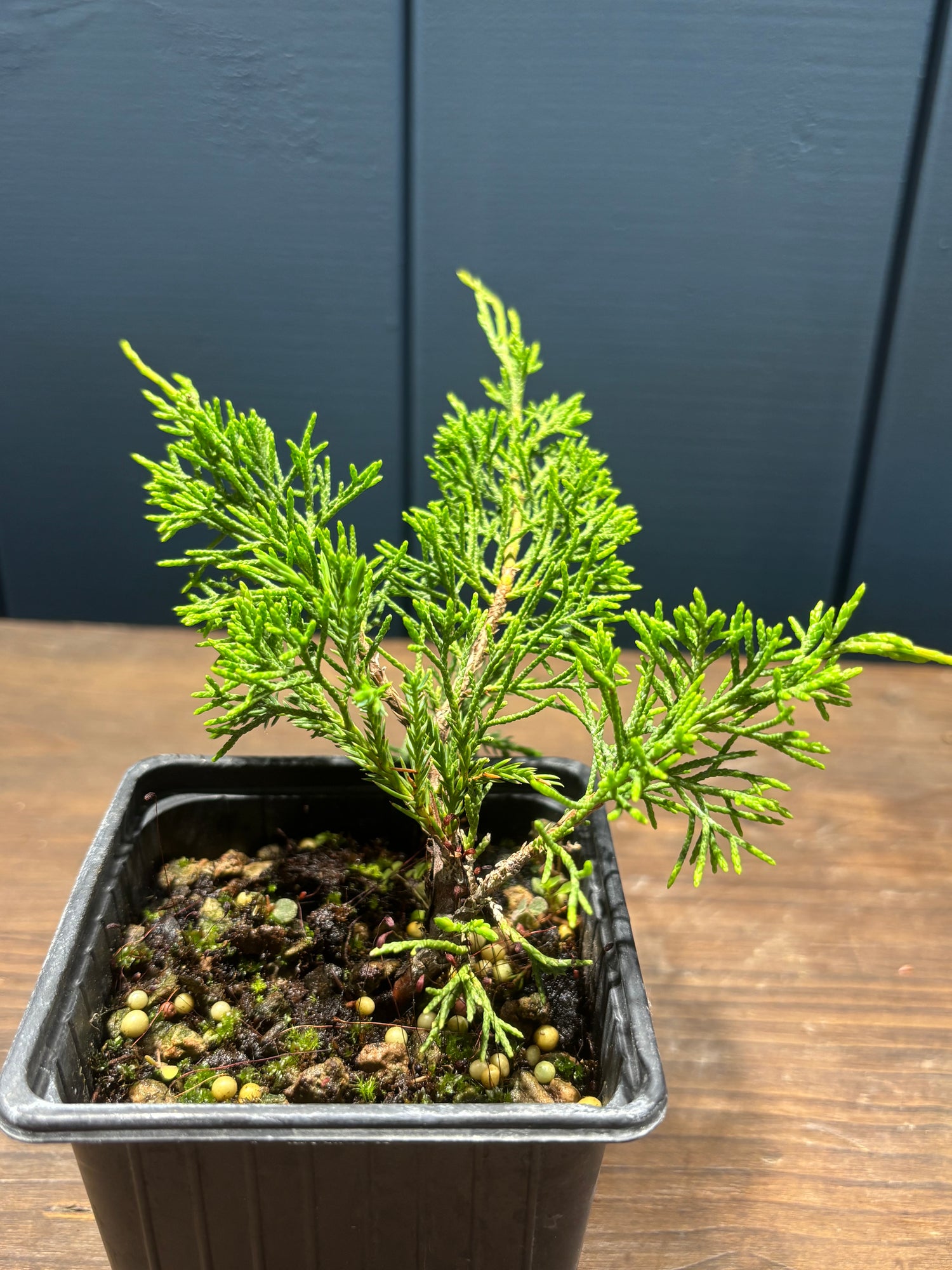 Juniperus chinensis ‘Itoigawa’ jeune plant