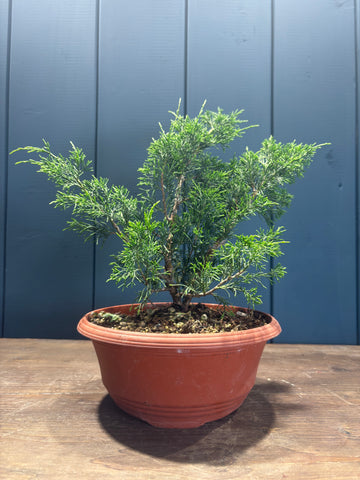 Juniperus chinensis 'Itoigawa' en coupe