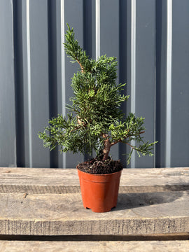 Juniperus chinensis ‘Kishu’ (pré-bonsaï)