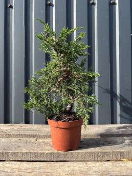 Juniperus chinensis ‘Kishu’ (pré-bonsaï)