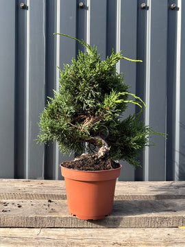 Juniperus chinensis ‘Kishu’ (pré-bonsaï)