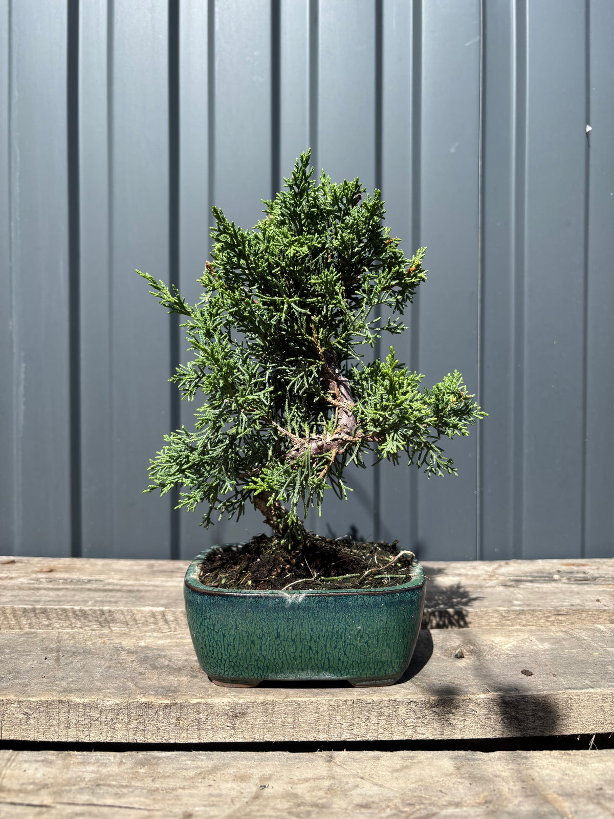 Juniperus chinensis 'Kyushu'-JCK-3
