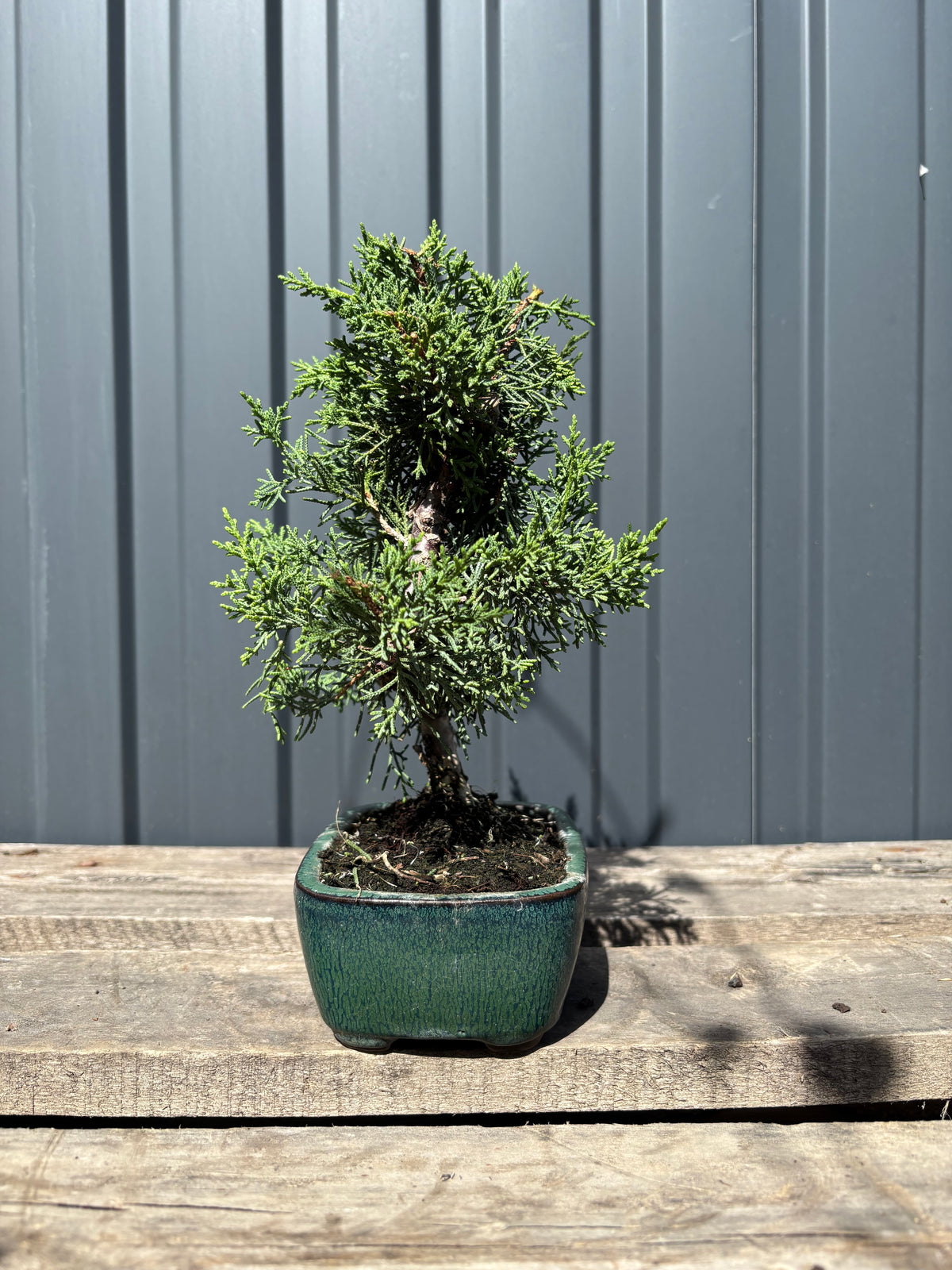 Juniperus chinensis 'Kyushu'-JCK-3