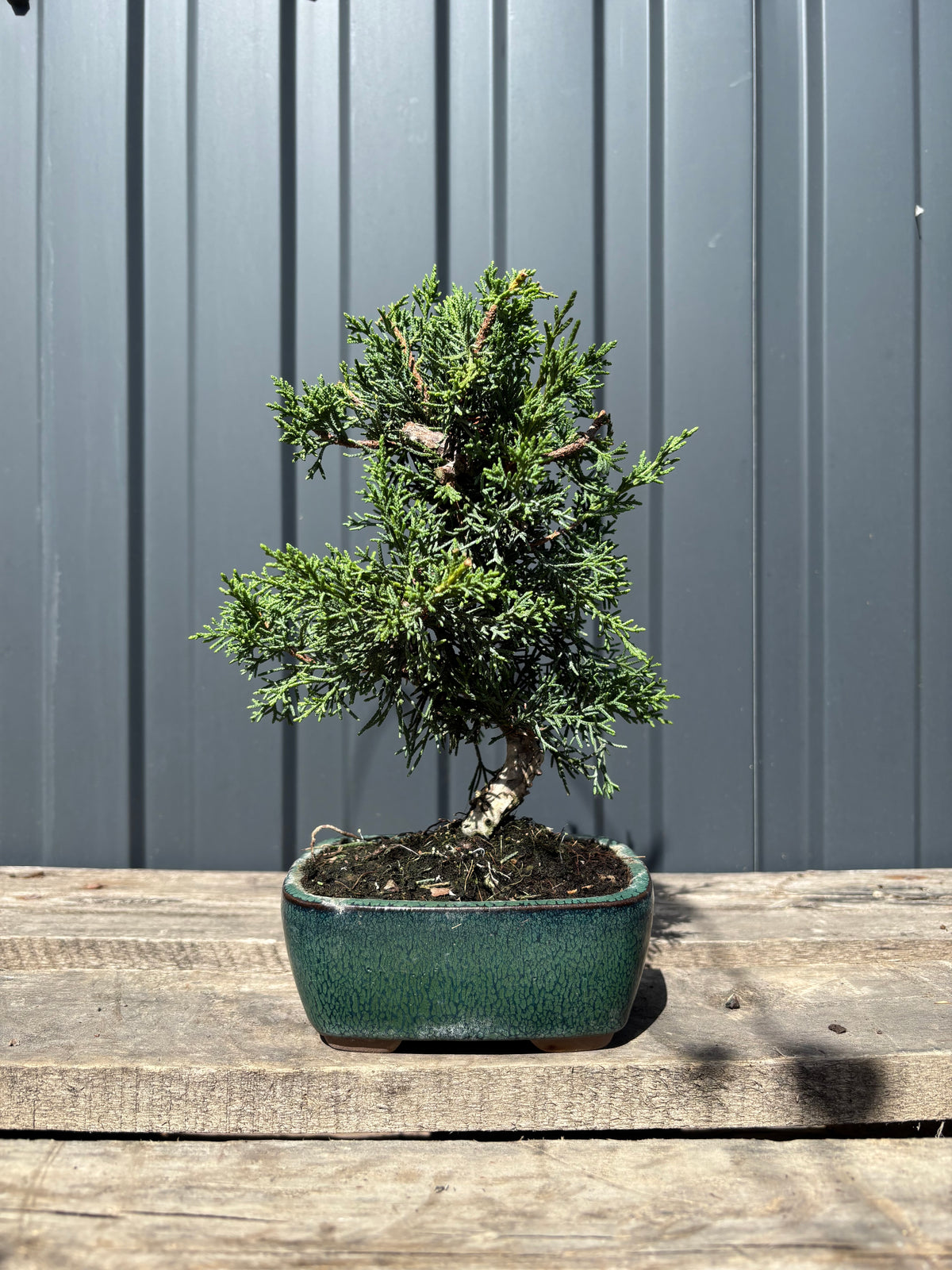 Juniperus chinensis 'Kyushu'-JCK-3