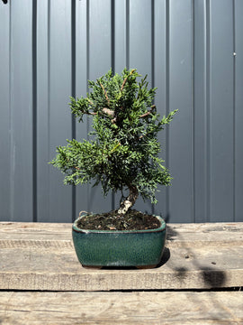 Juniperus chinensis 'Kyushu'-JCK-3