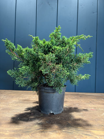 Pré-bonsaï Juniperus chinensis 'Kyushu'