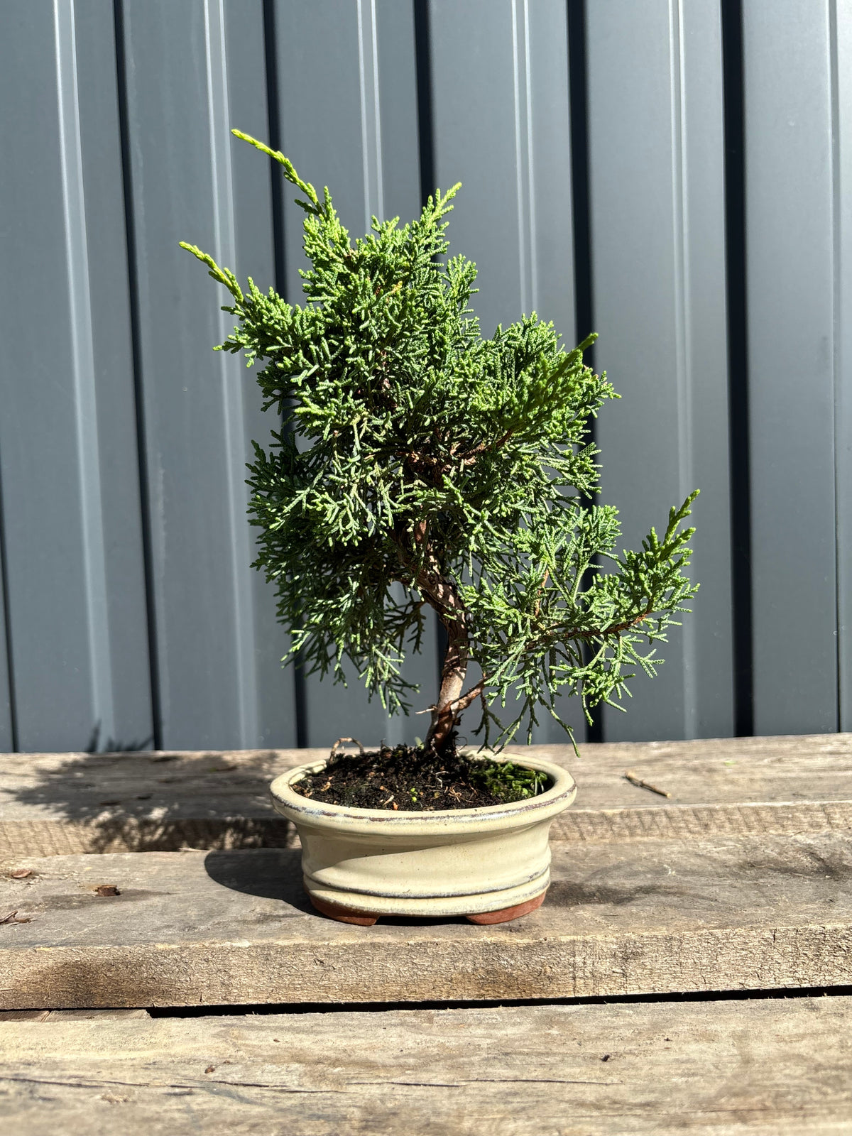 Juniperus chinensis 'Kyushu'-JCK-2B