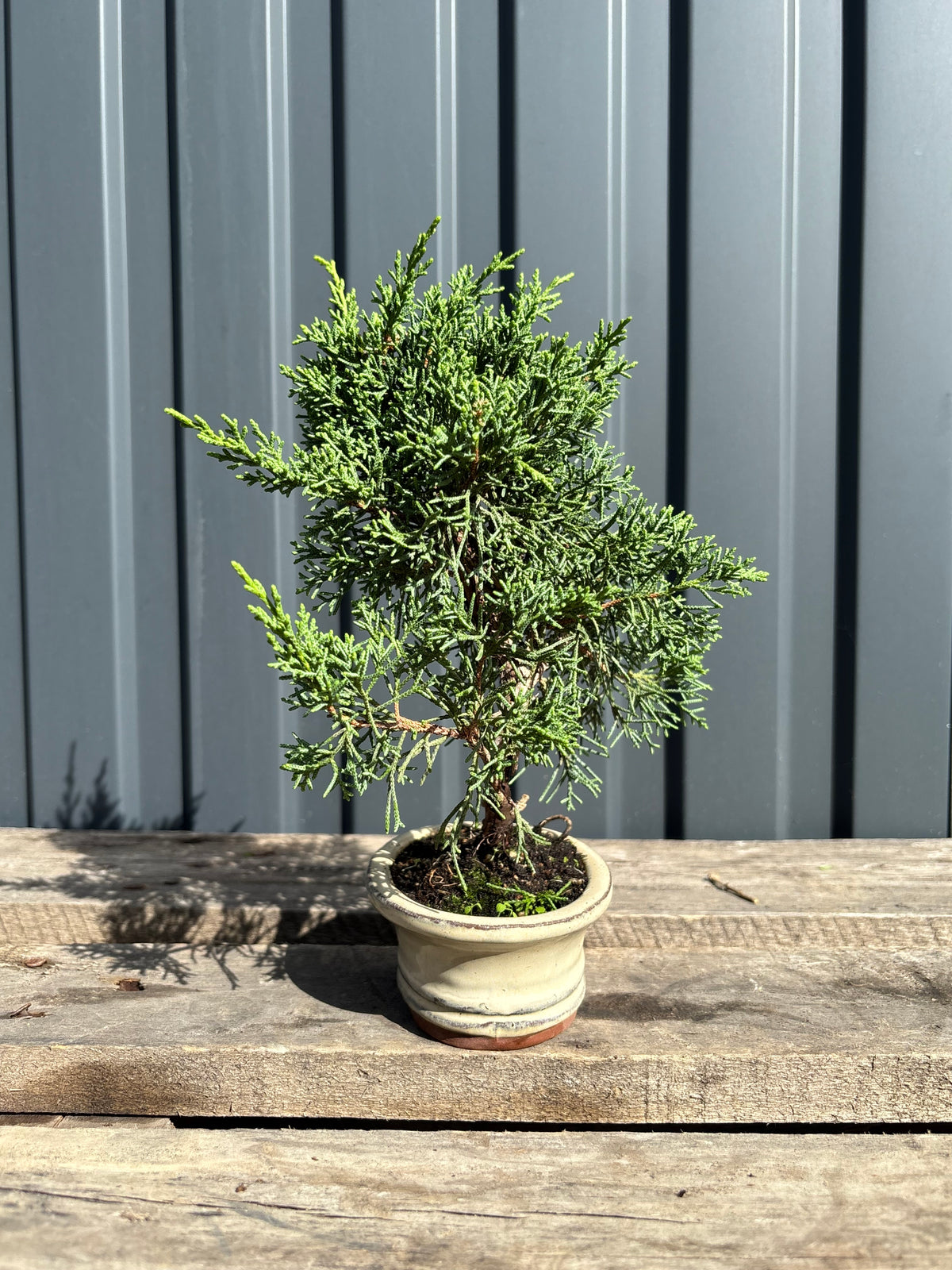 Juniperus chinensis 'Kyushu'-JCK-2B