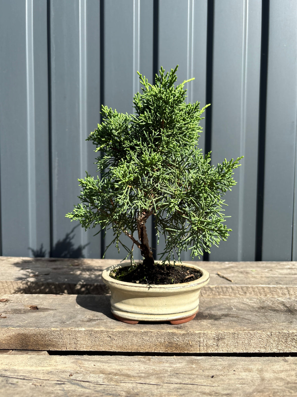 Juniperus chinensis 'Kyushu'-JCK-2B