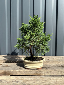 Juniperus chinensis 'Kyushu'-JCK-2B