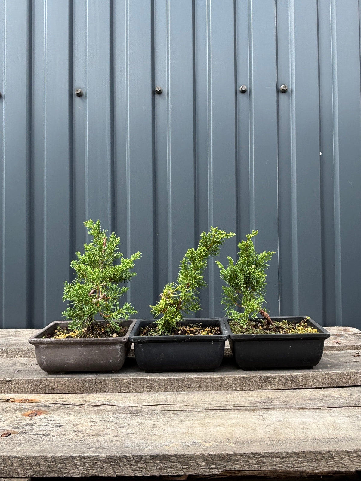Juniperus chinensis 'Kishu' jeune plant