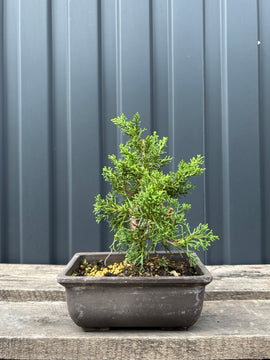 Juniperus chinensis 'Kishu' jeune plant