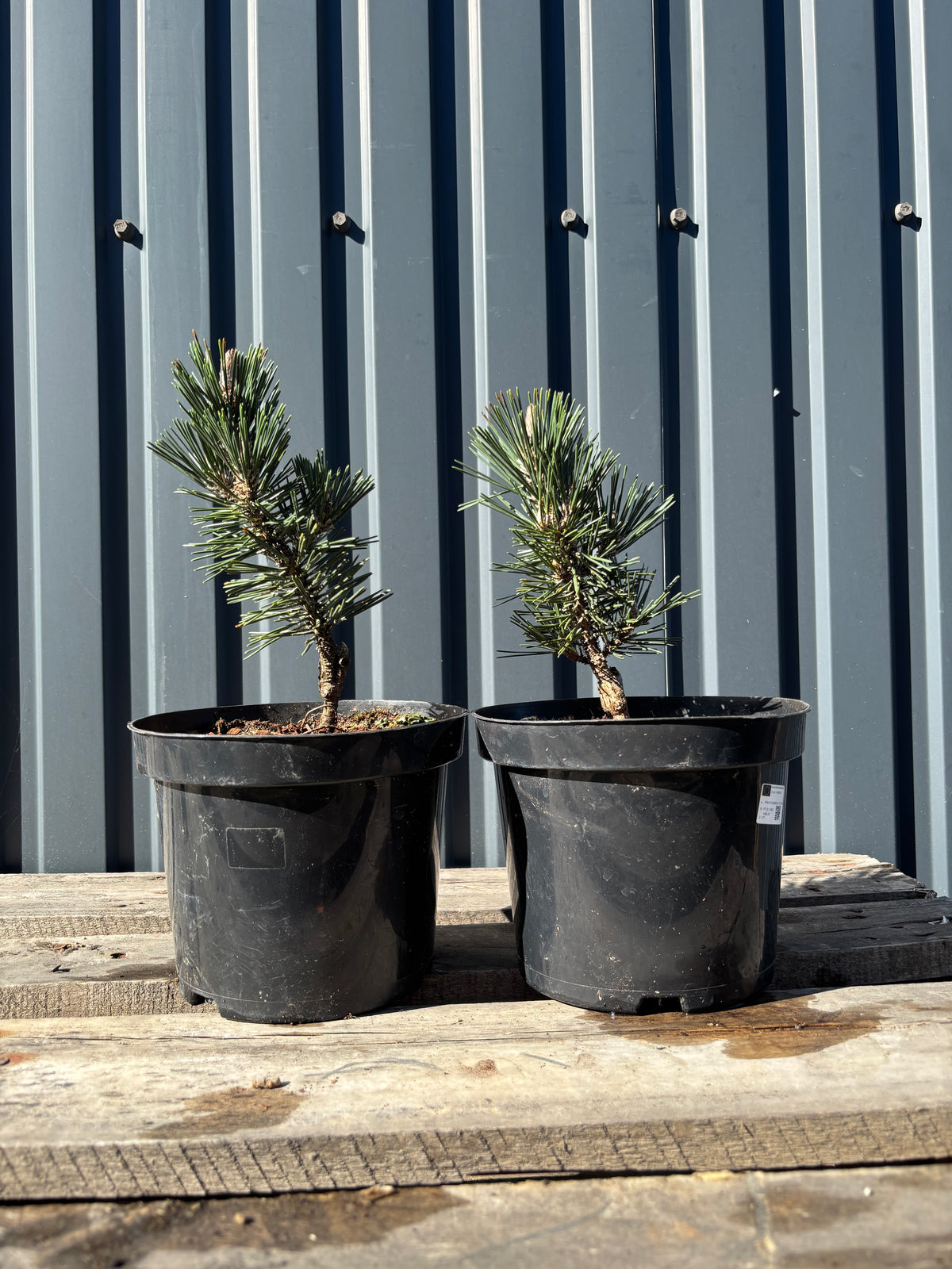 Pinus thunbergii 'Kotobuki' jeune plant