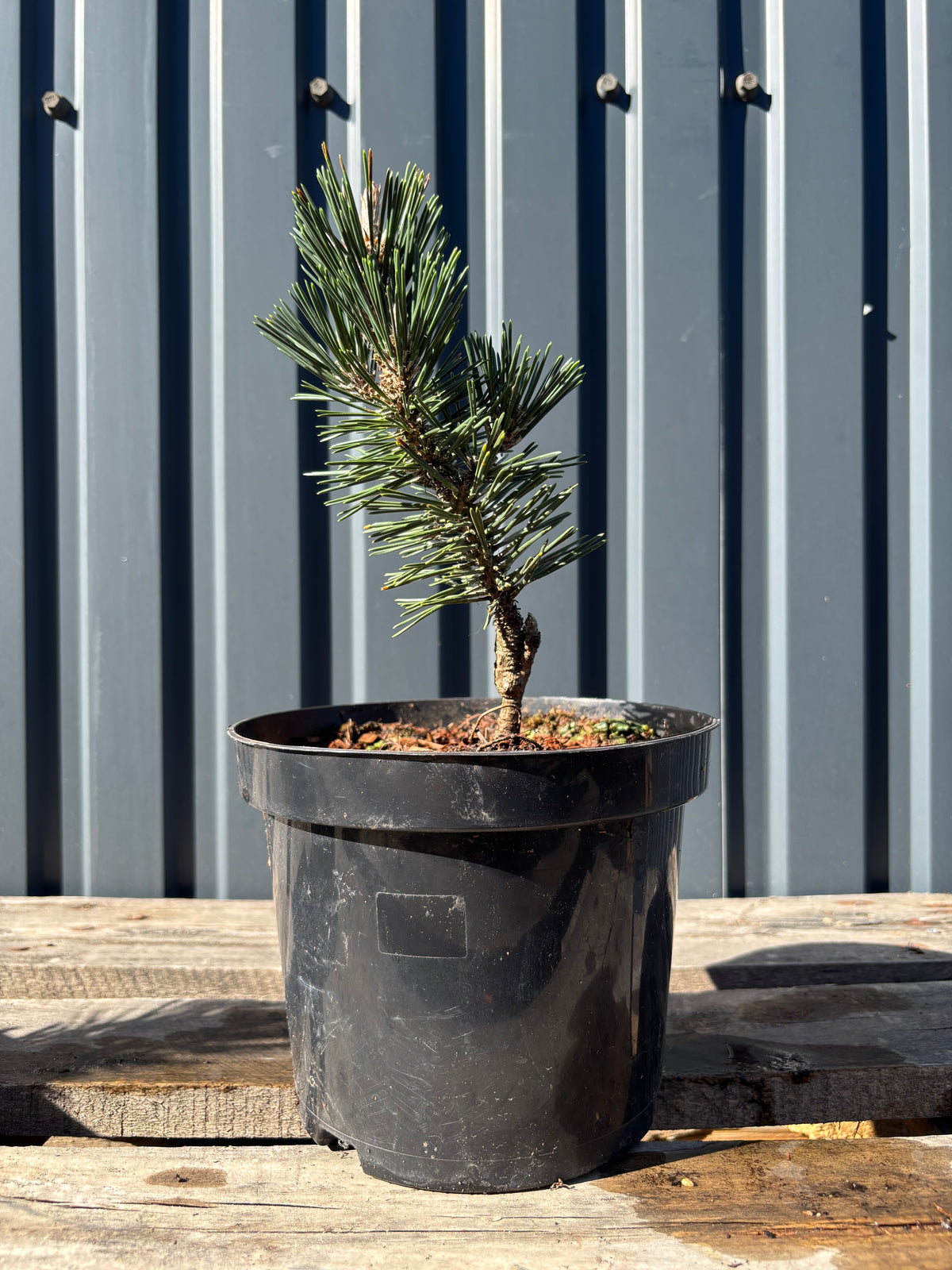 Pinus thunbergii 'Kotobuki' jeune plant