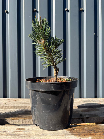 Pinus thunbergii 'Kotobuki' jeune plant