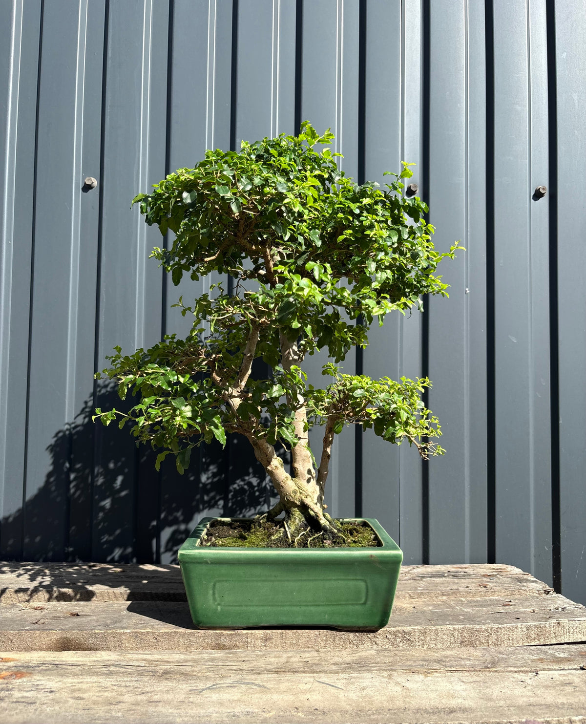 Ligustrum ovalifolium (Troène à feuilles ovales)