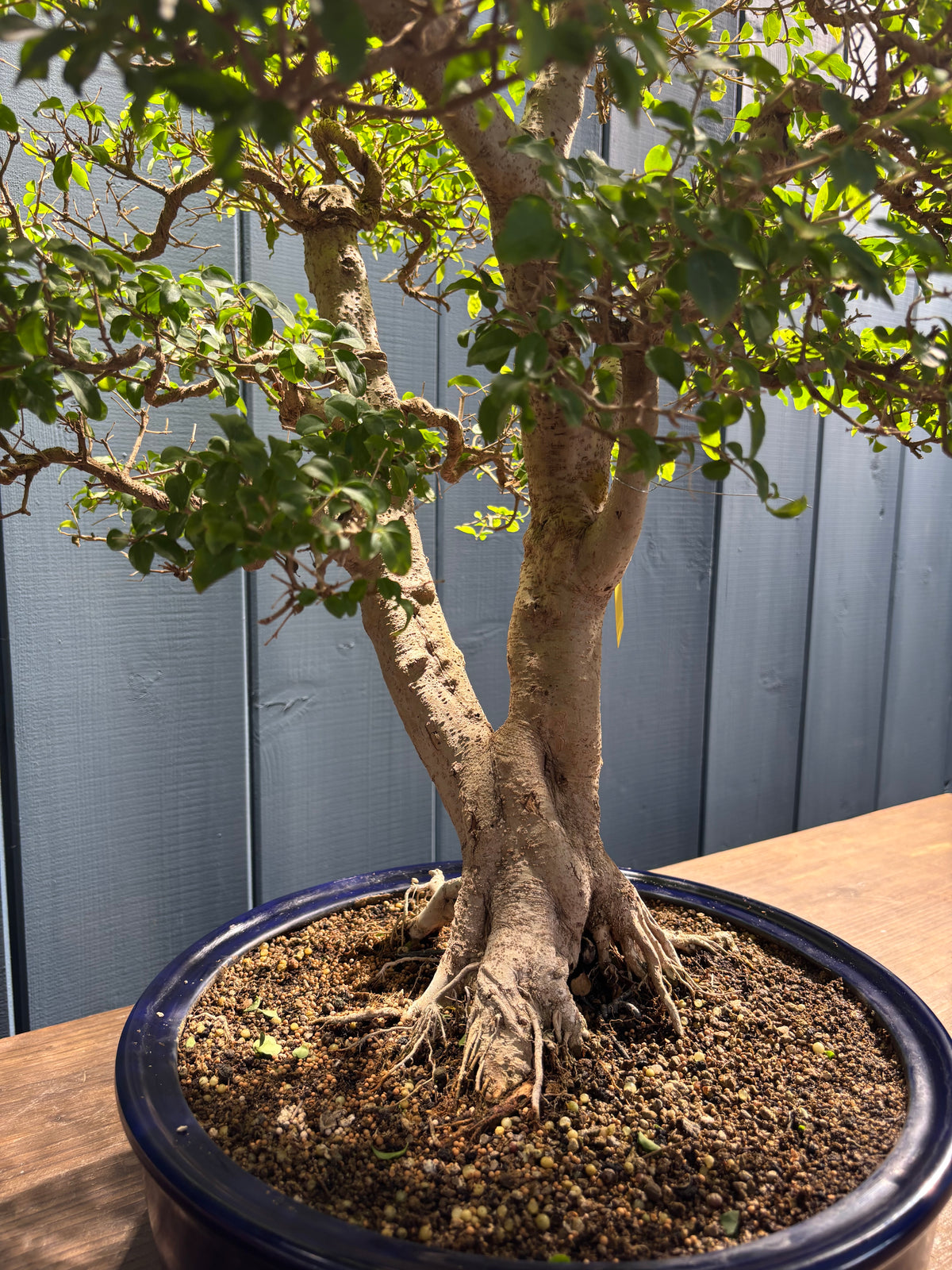Ligustrum ovalifolium (Troène à feuilles ovales)