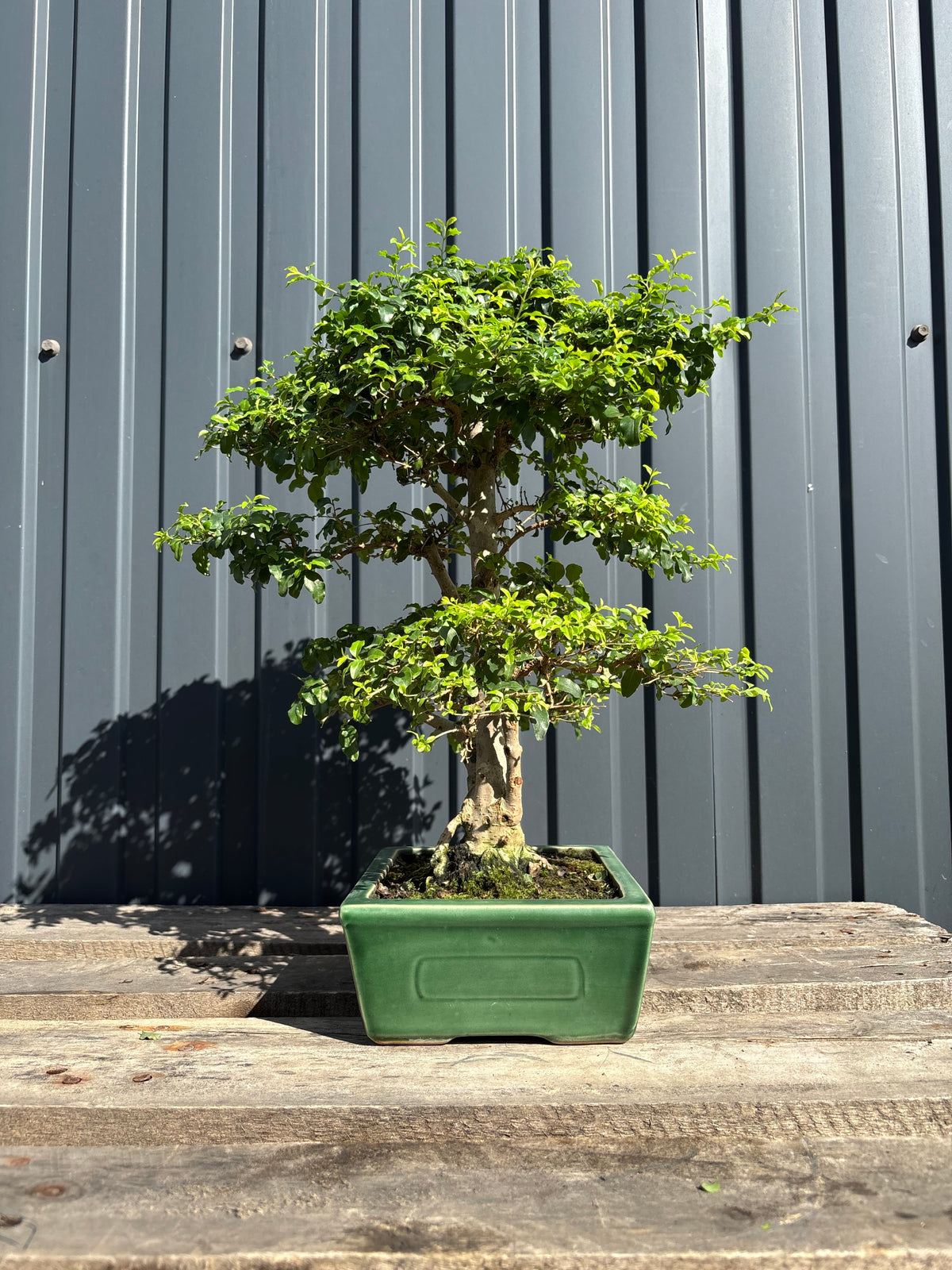 Ligustrum ovalifolium (Troène à feuilles ovales)