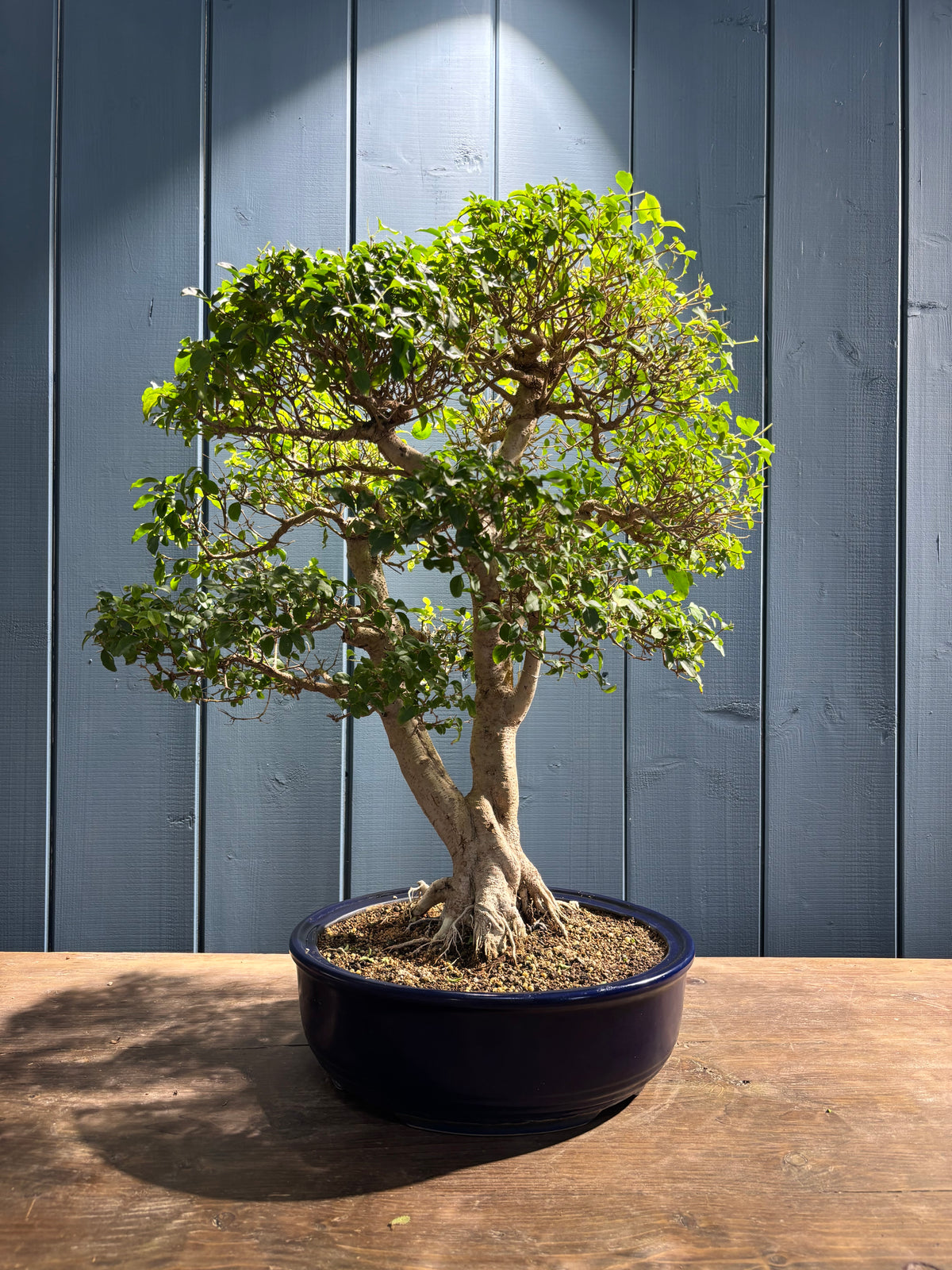 Ligustrum ovalifolium (Troène à feuilles ovales)
