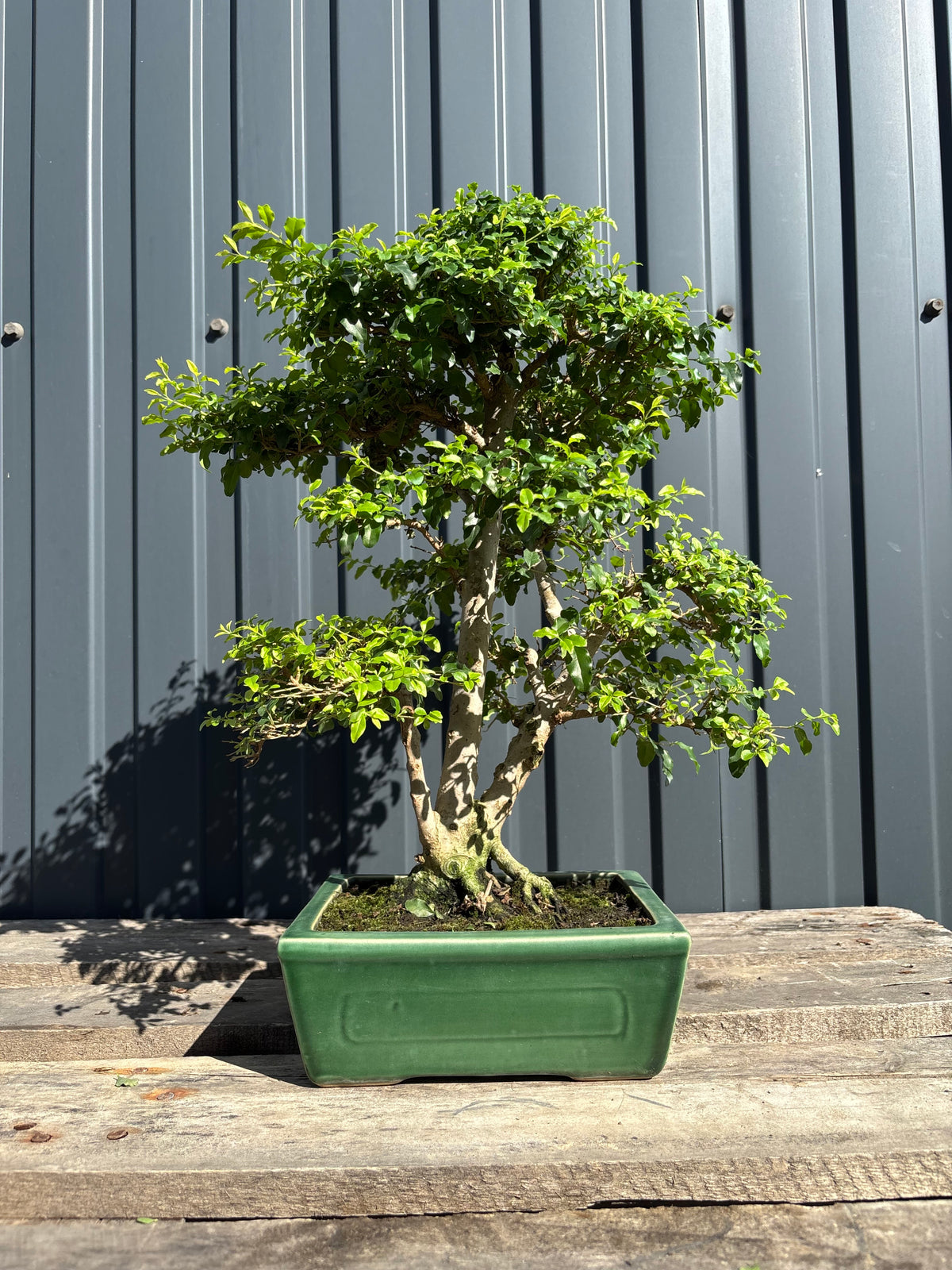 Ligustrum ovalifolium (Troène à feuilles ovales)