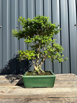 Ligustrum ovalifolium (Troène à feuilles ovales)
