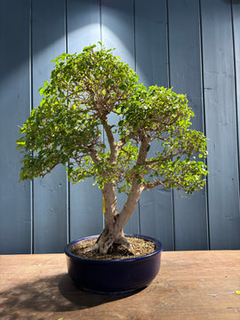 Ligustrum ovalifolium (Troène à feuilles ovales)