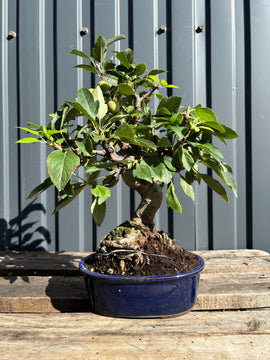Malus Everest (Pommier)