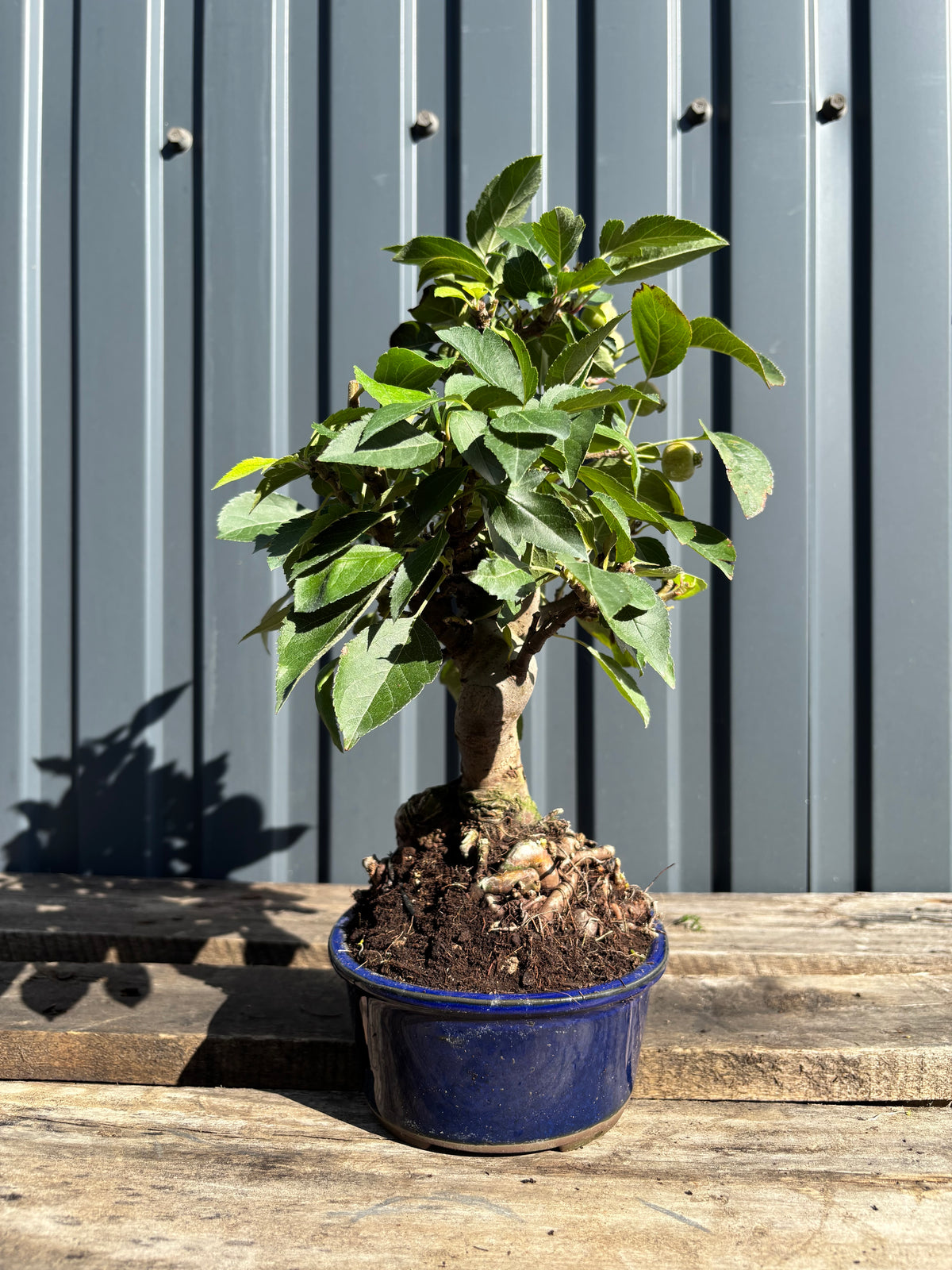 Malus Everest (Pommier)