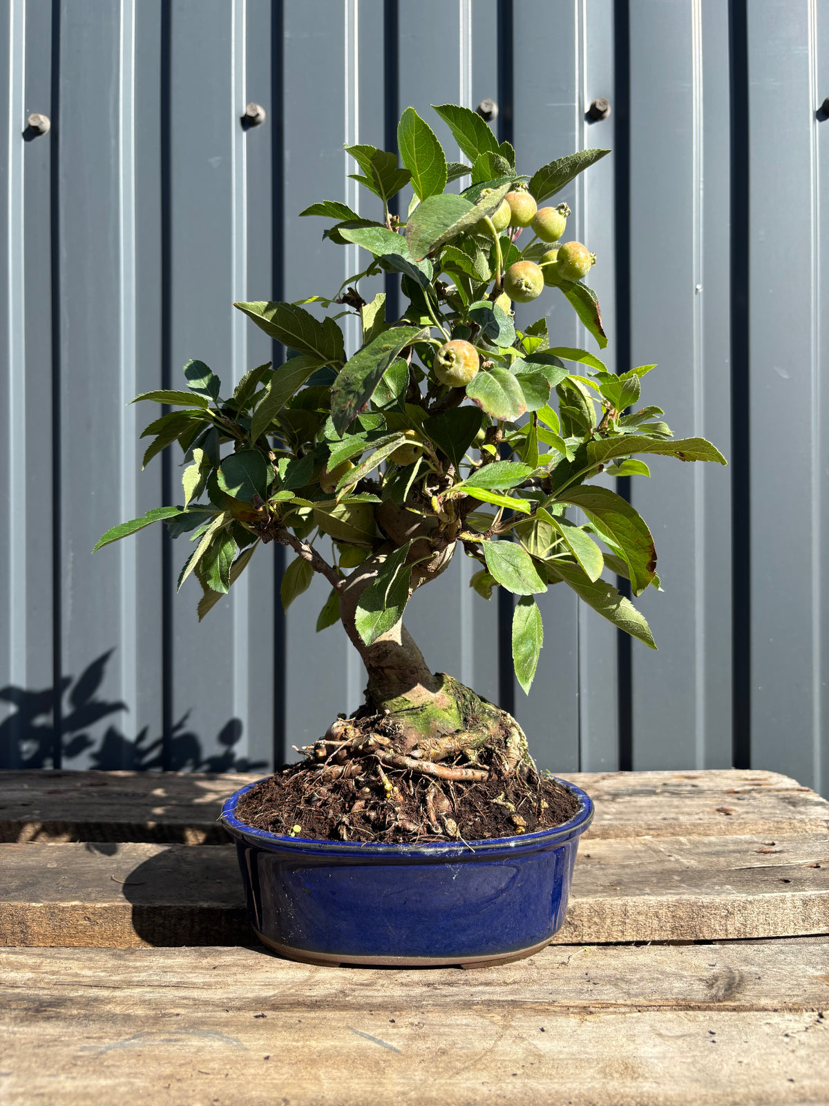 Malus Everest (Pommier)