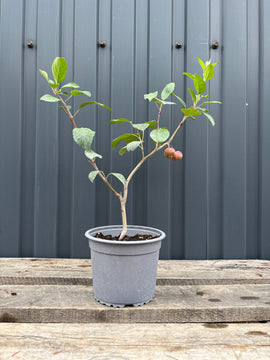 Malus sylvestris (pommier sauvage)