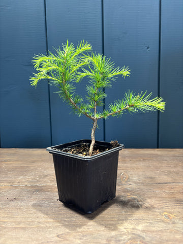 Larix decidua (Mélèze) jeune plant