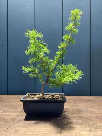 Larix decidua (Mélèze) jeune plant
