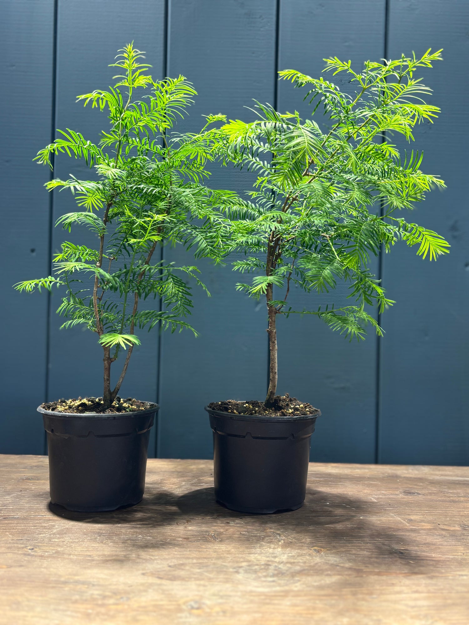 Metasequoia glypsotroboïdes (Metasequoia du Sichuan) - Jeune plant