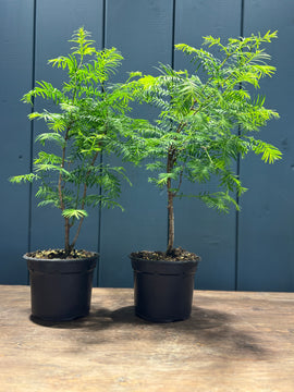 Metasequoia glypsotroboïdes (Metasequoia du Sichuan)