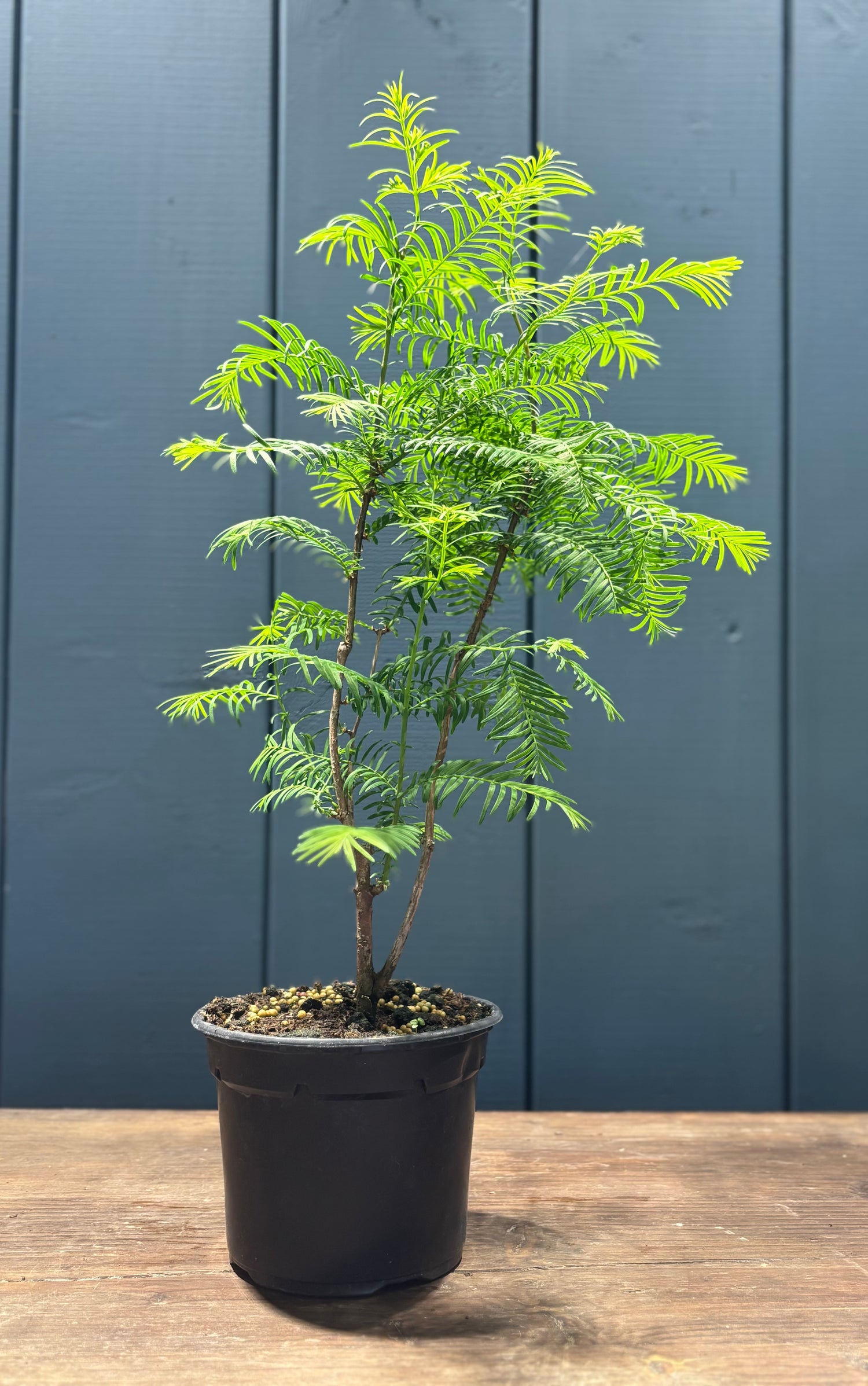 Metasequoia glypsotroboïdes (Metasequoia du Sichuan) - Jeune plant